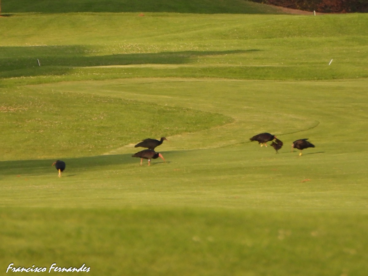 Ibis eremita - ML637338112