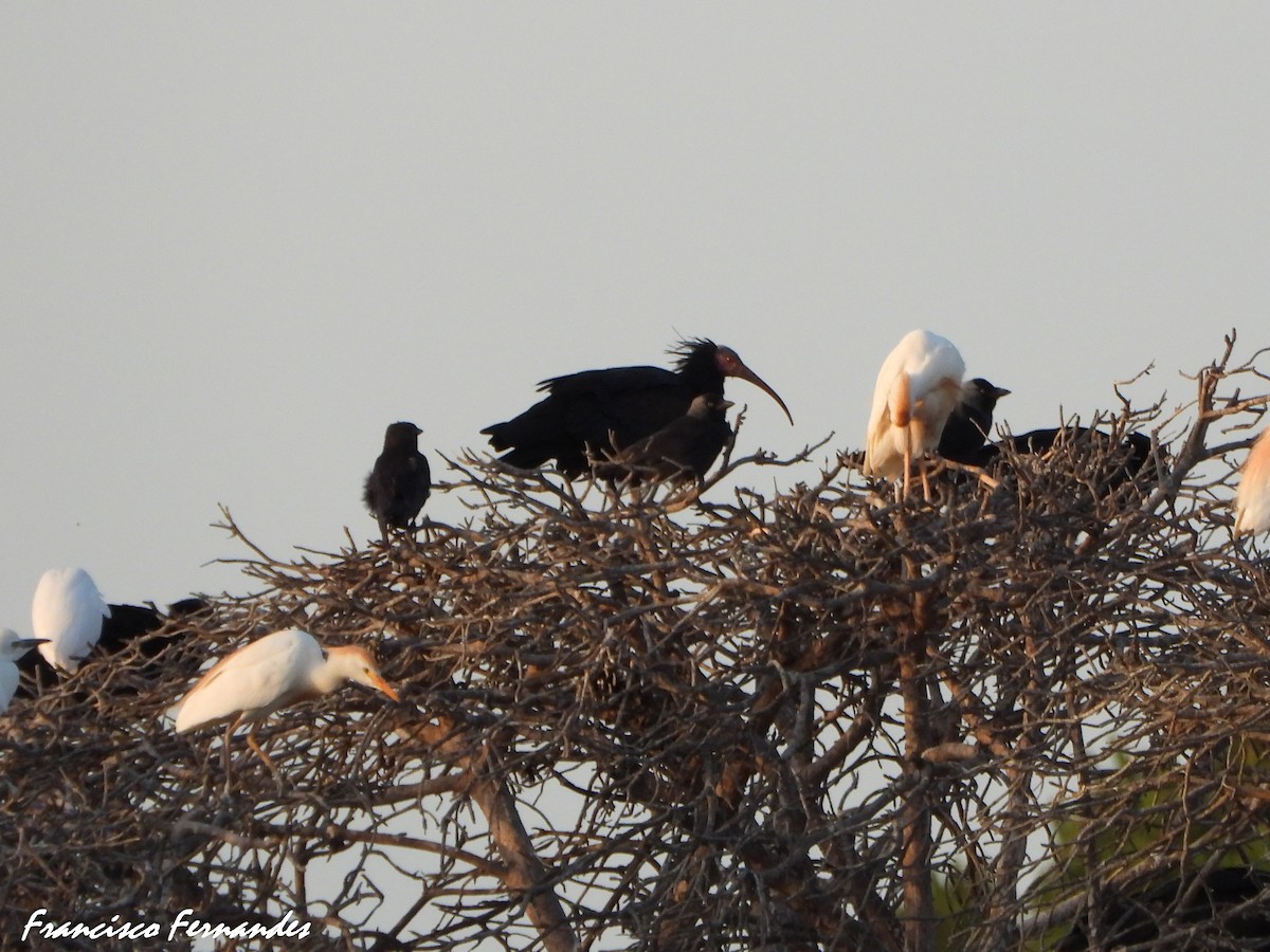 Ibis eremita - ML637338113