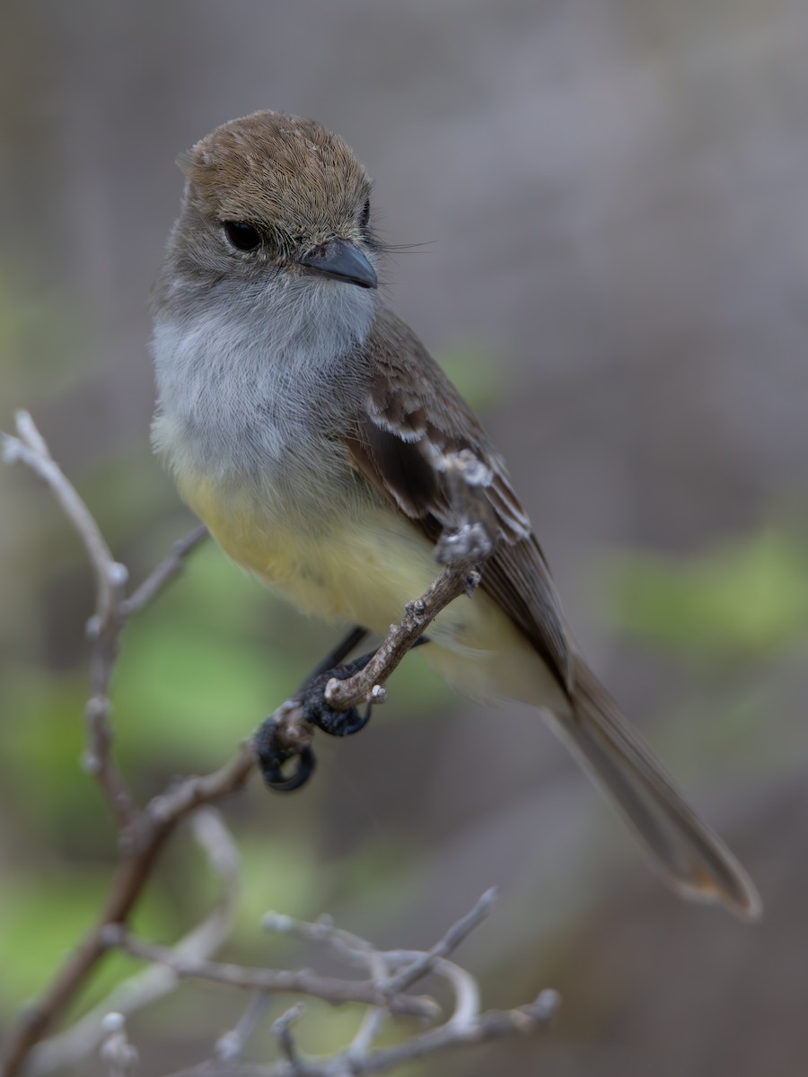 Galapagos Flycatcher - ML637338137