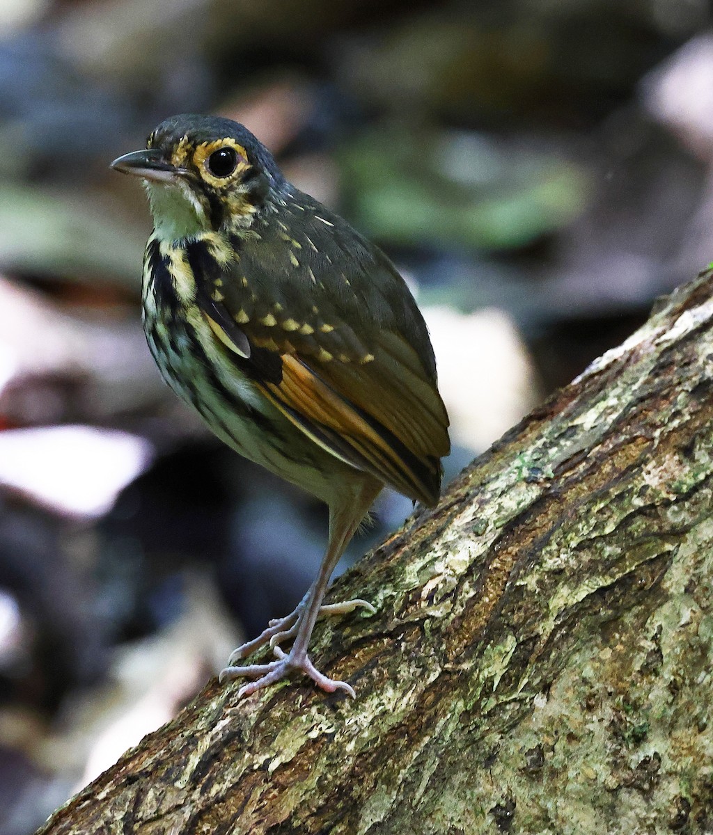 Streak-chested Antpitta - ML637338153