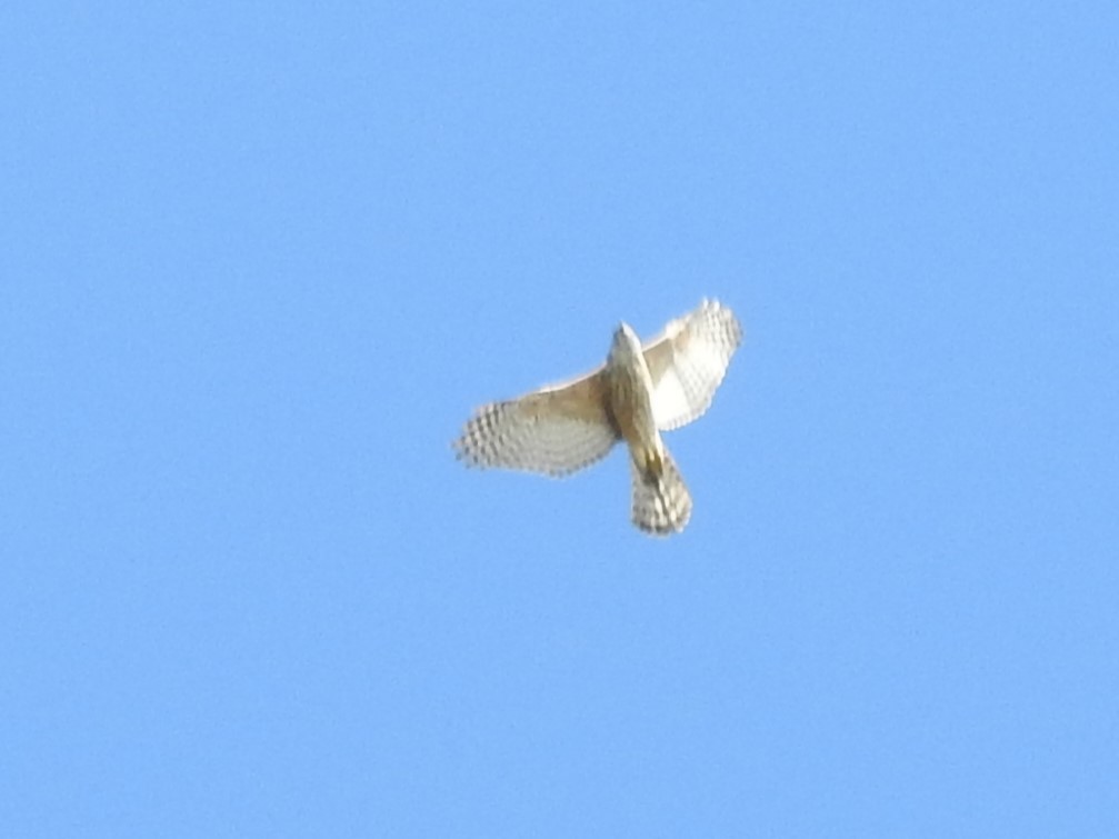 Eurasian Goshawk - ML637338210