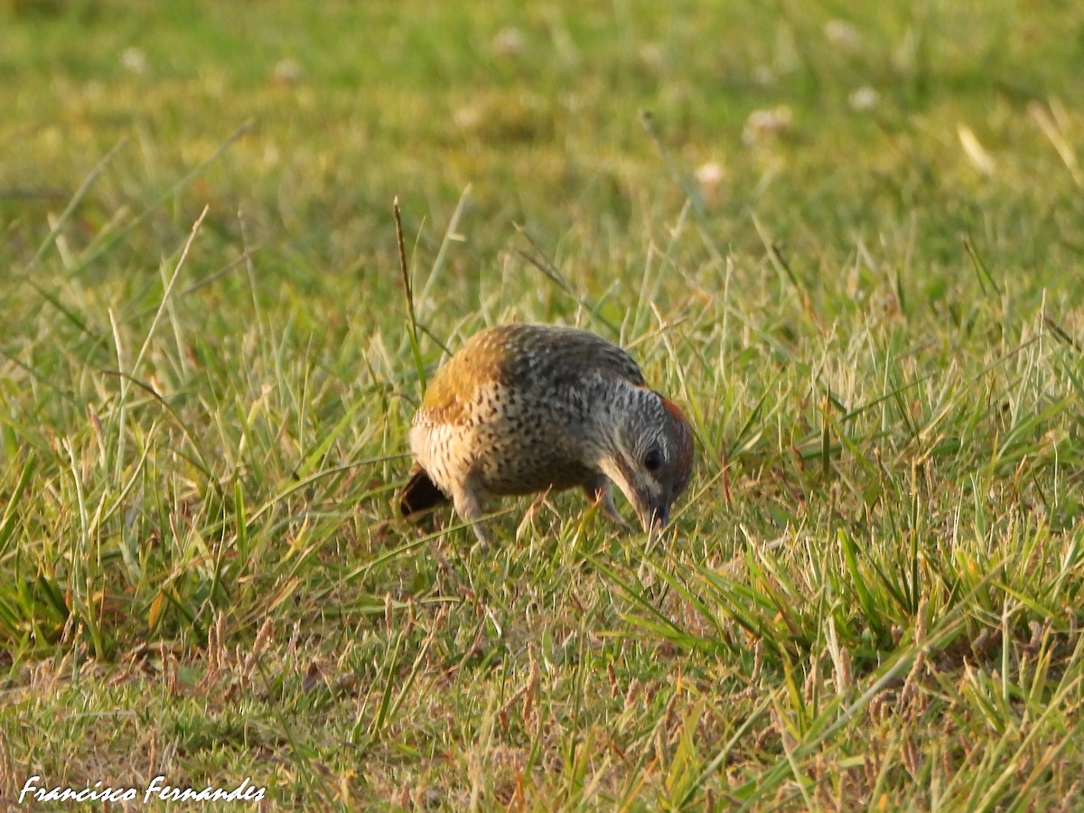Iberian Green Woodpecker - ML637338217
