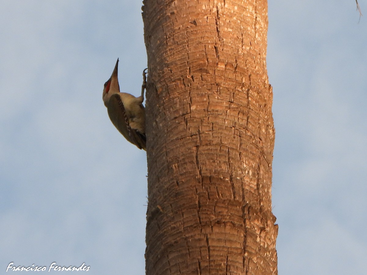 Iberian Green Woodpecker - ML637338218
