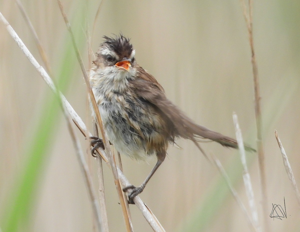 Moustached Warbler - ML637338285