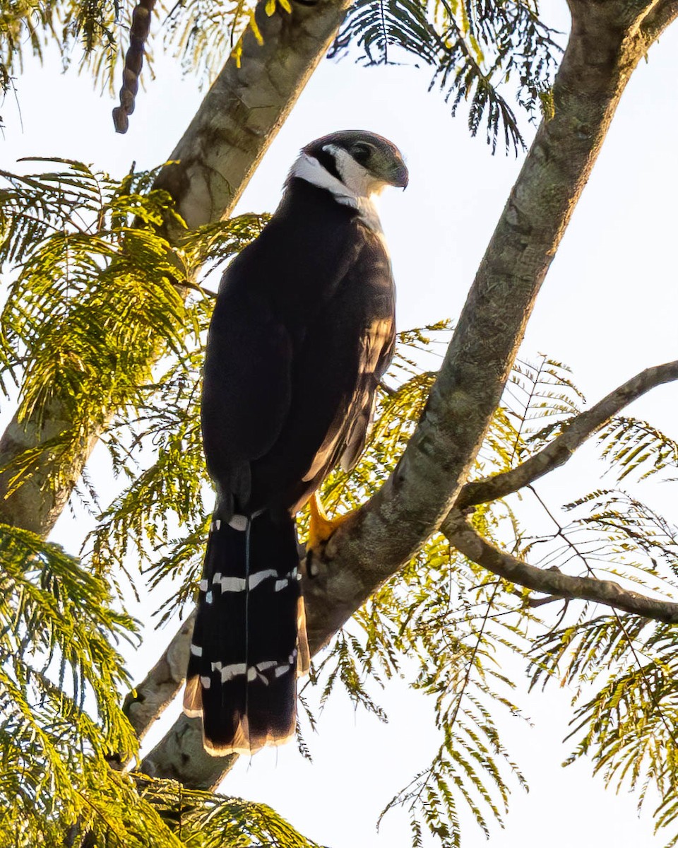 Collared Forest-Falcon - ML637338314