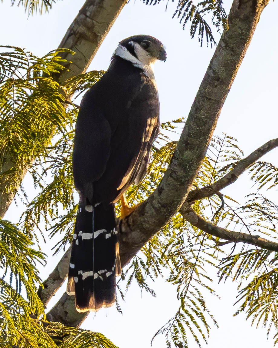 Collared Forest-Falcon - ML637338357