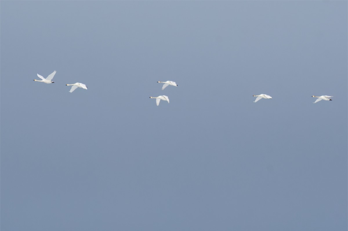 Tundra Swan (Bewick's) - ML637338420