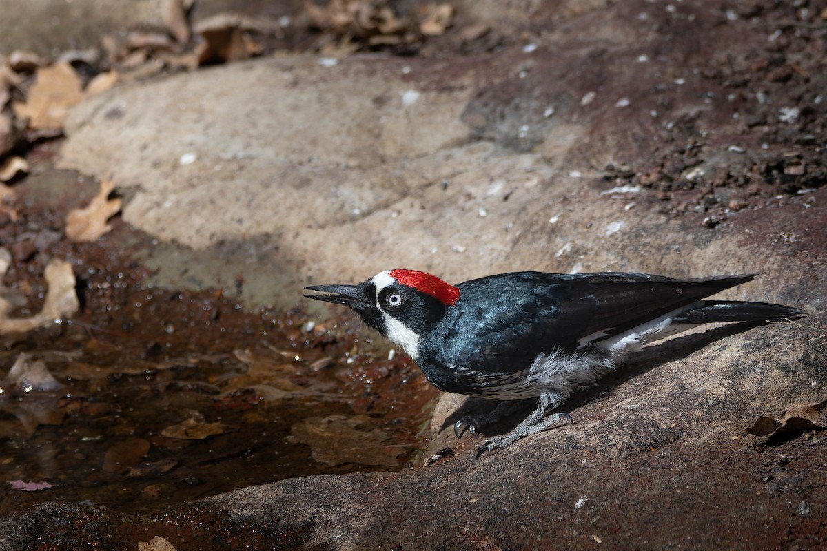 Acorn Woodpecker - ML637338438