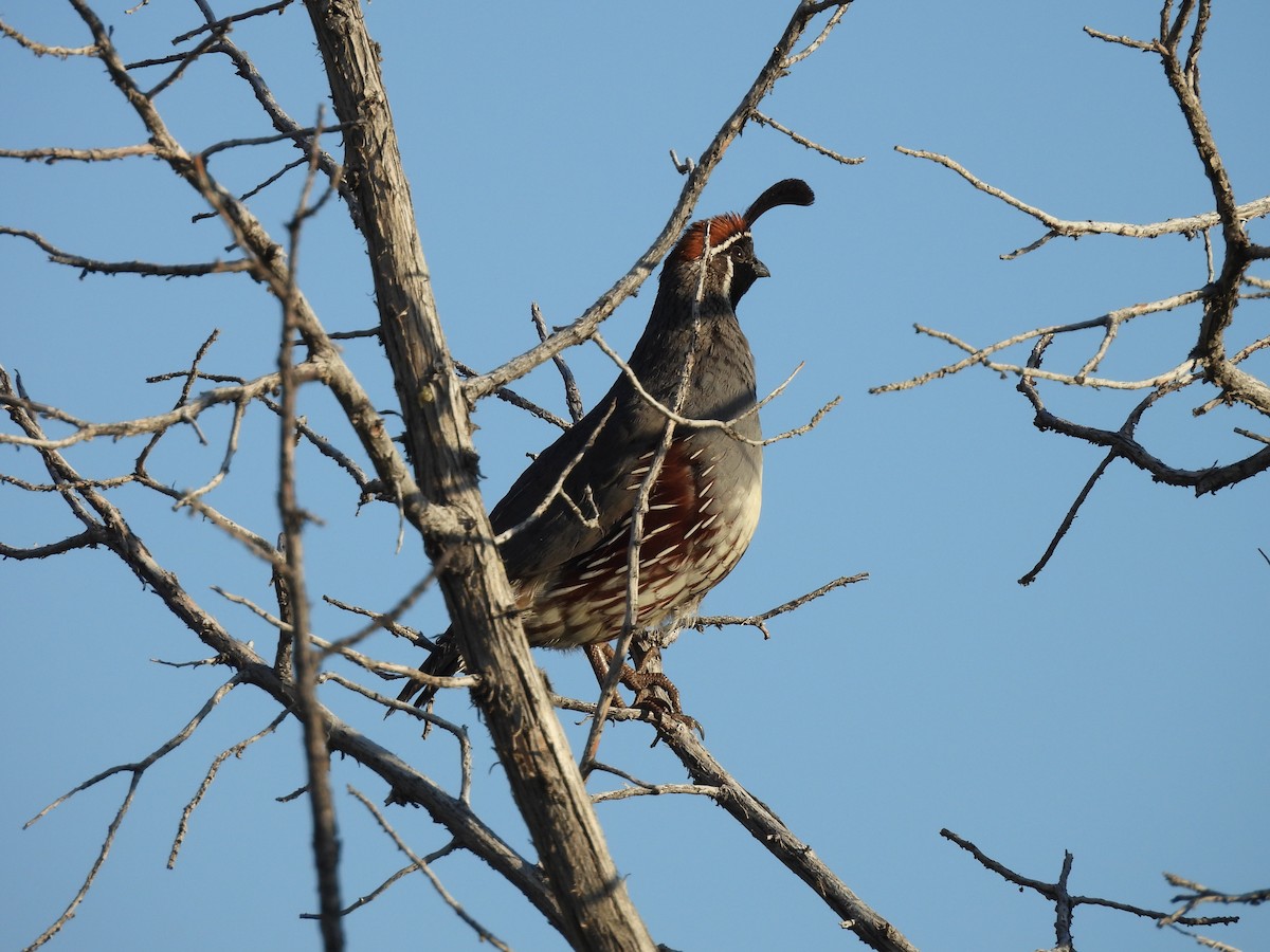 Gambel's Quail - ML637338443