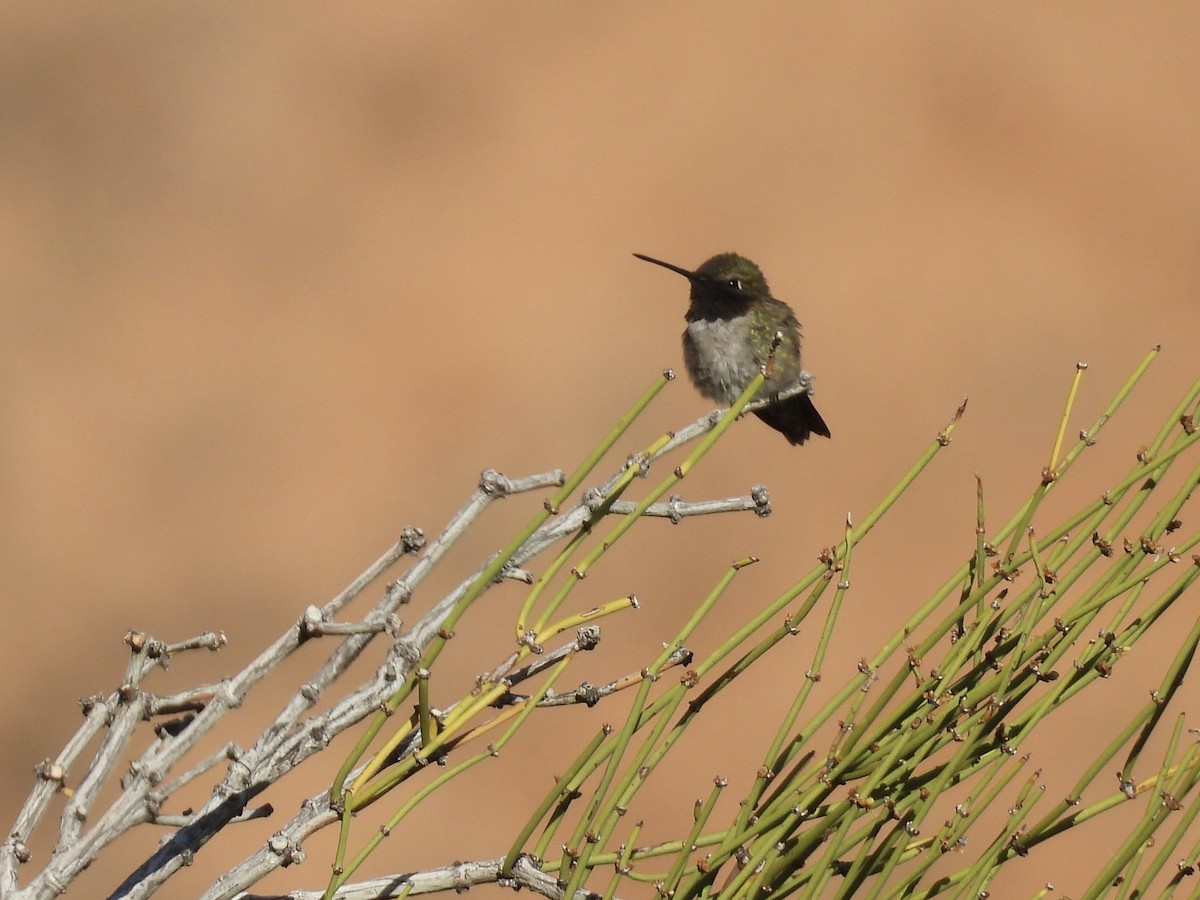 Black-chinned Hummingbird - ML637338471
