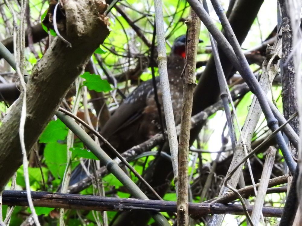 Band-tailed Guan - ML637338476