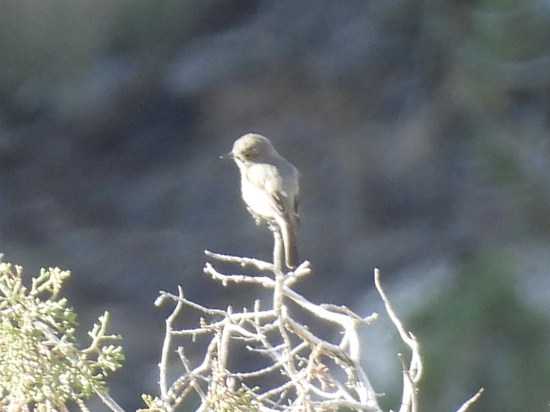 Gray Flycatcher - ML637338496