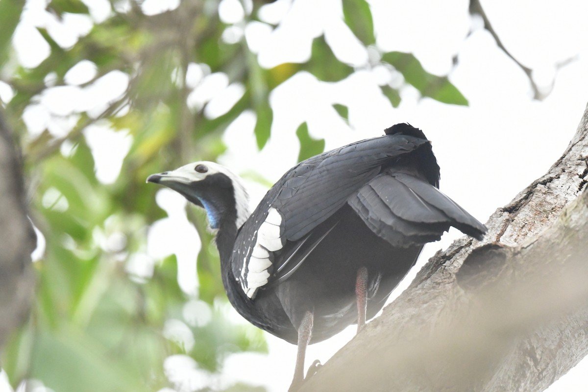White-throated Piping-Guan - ML637338501