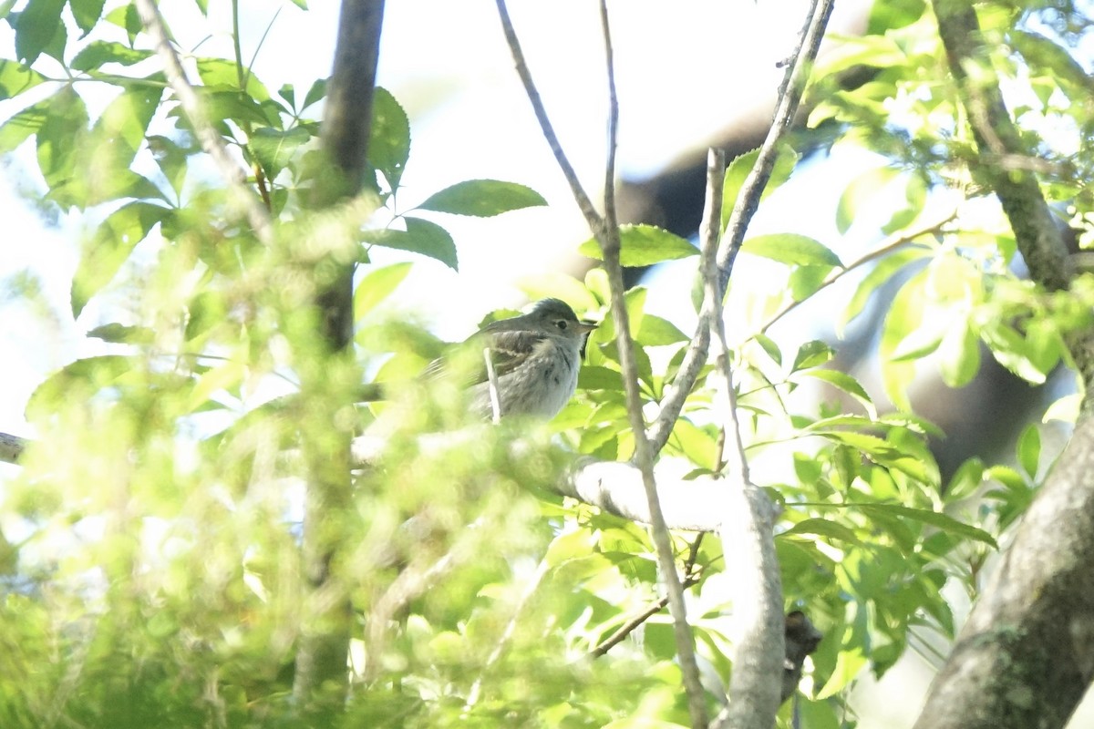 White-crested Elaenia - ML637338544