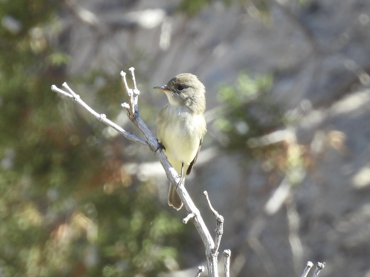 Gray Flycatcher - ML637338559