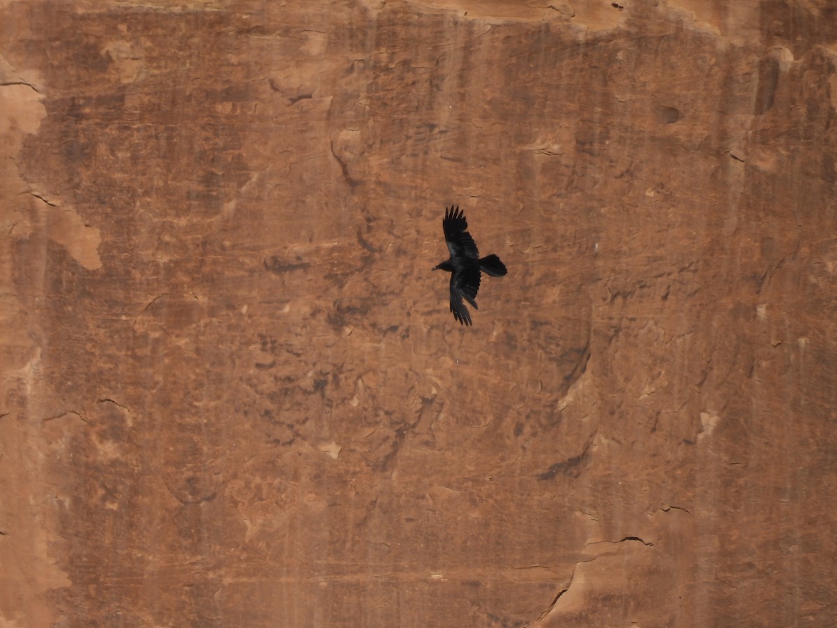 Common Raven - ML637338633