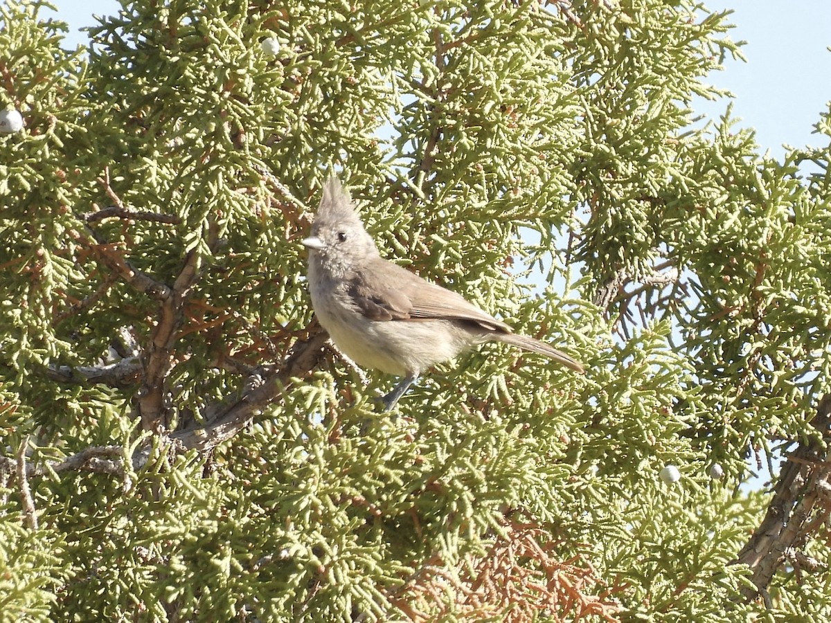 Juniper Titmouse - ML637338666