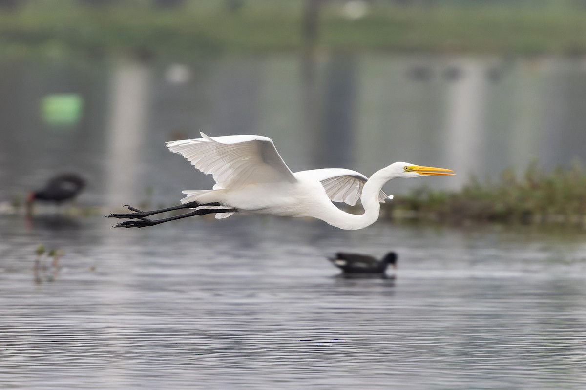 Great Egret - ML637338750