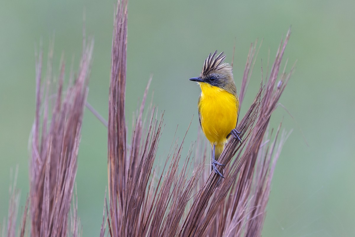 Crested Doradito - ML637338780