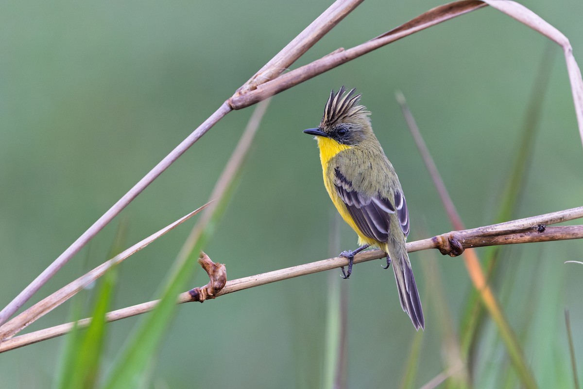 Crested Doradito - ML637338783