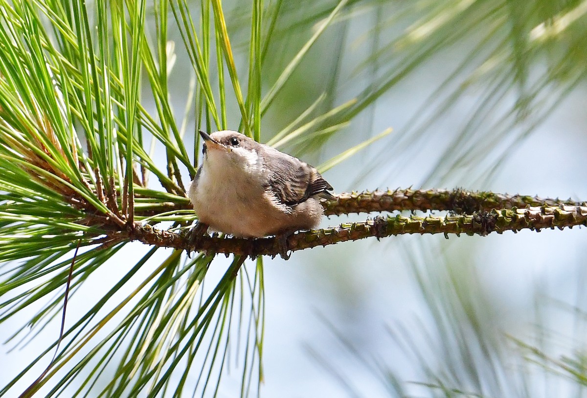 Brown-headed Nuthatch - ML637338844
