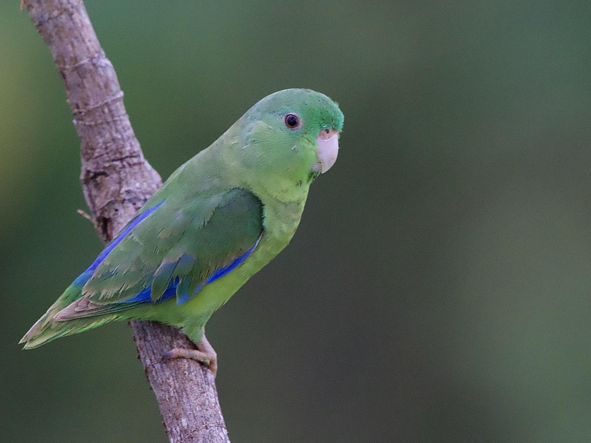 Riparian Parrotlet - ML637338851