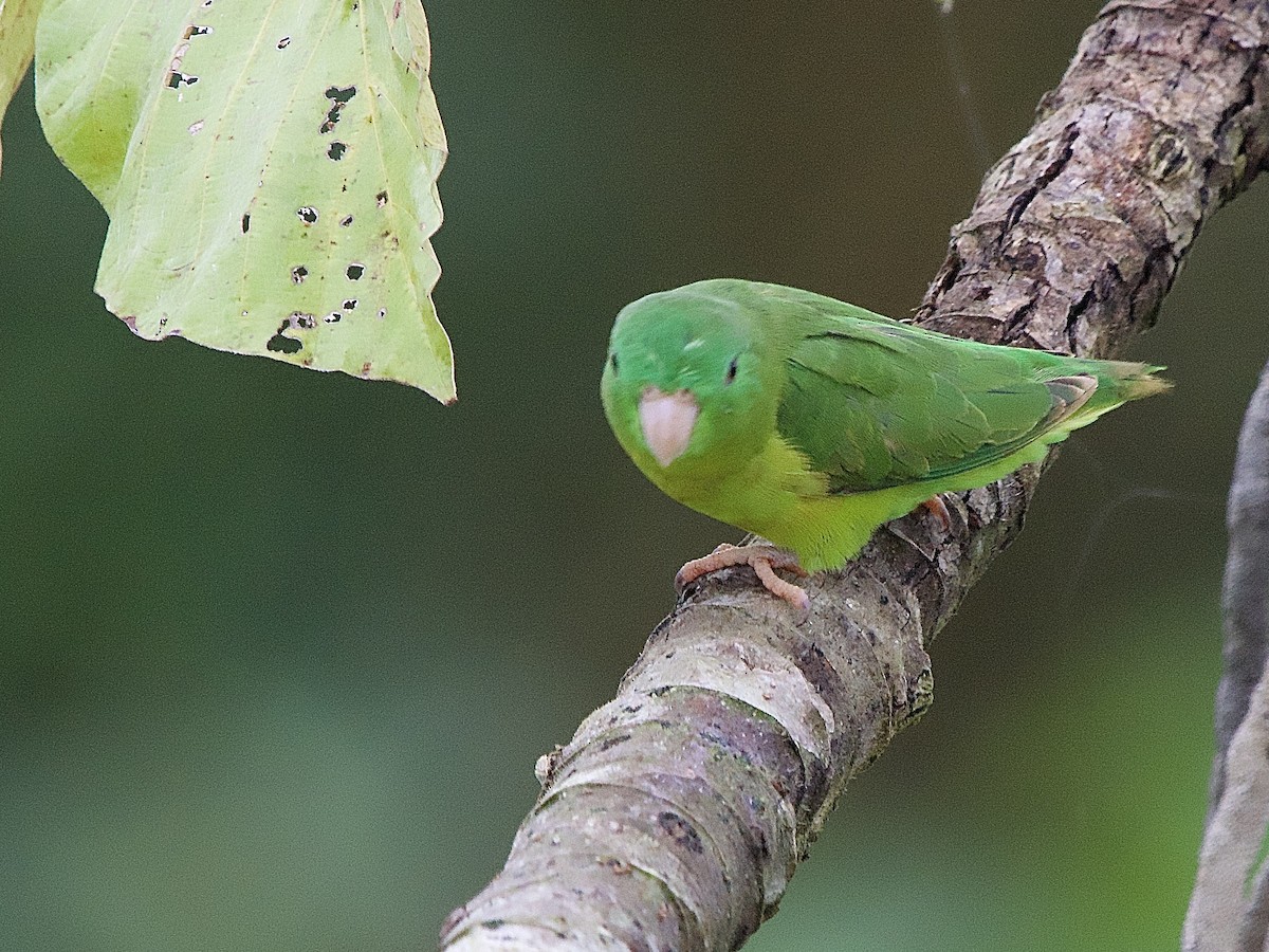 Riparian Parrotlet - ML637338852