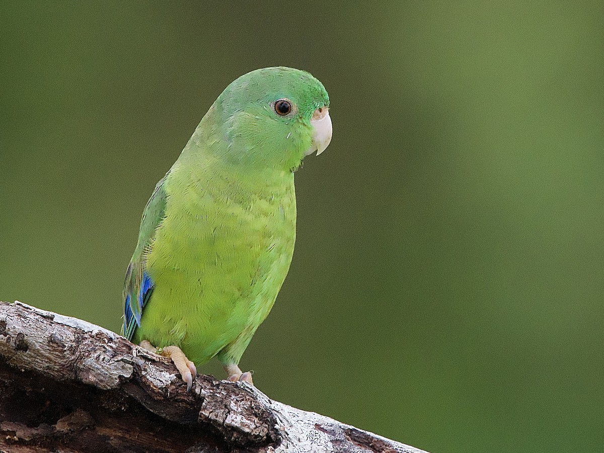 Riparian Parrotlet - ML637338853