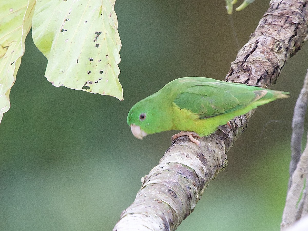 Riparian Parrotlet - ML637338854