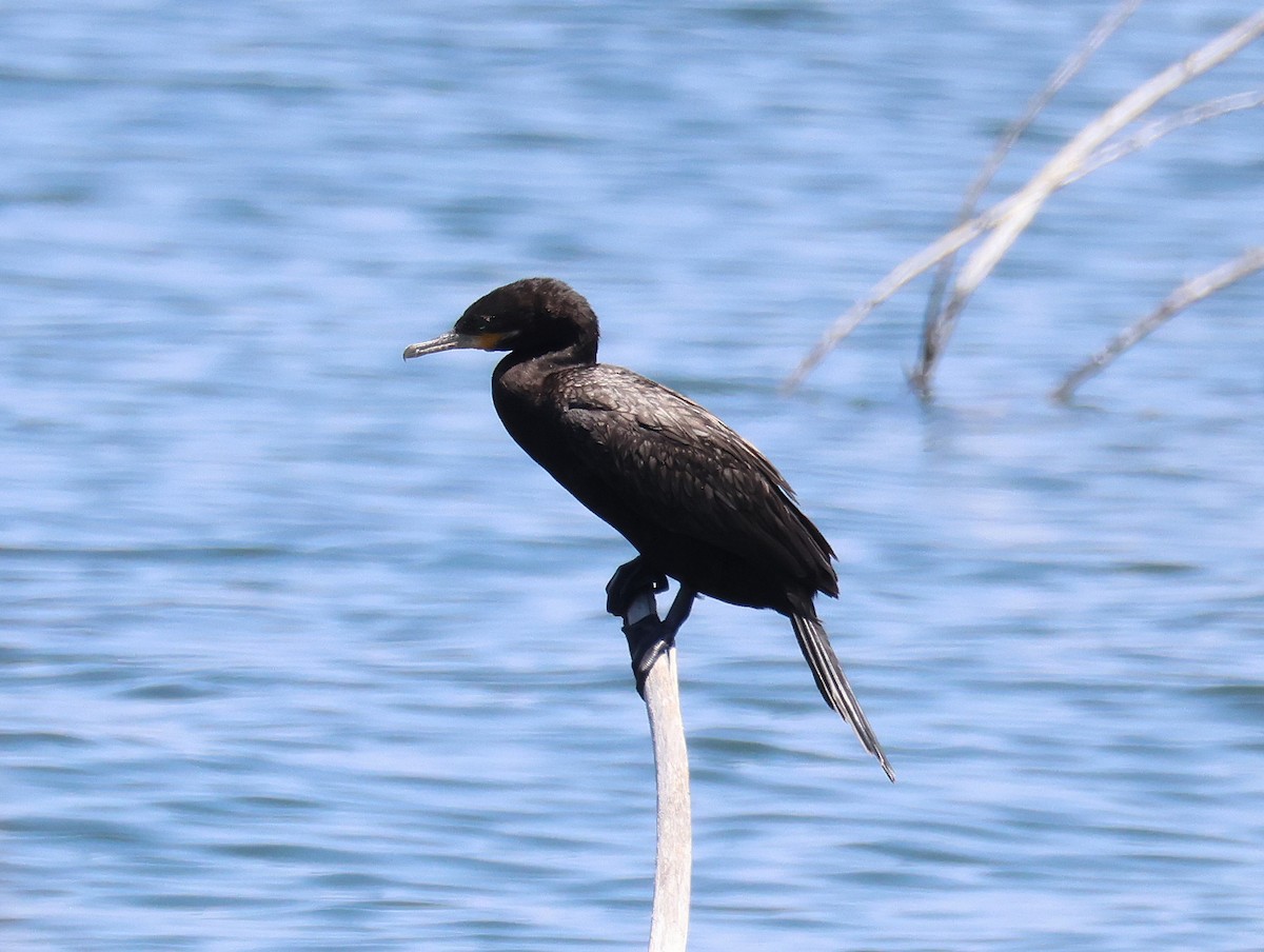 Neotropic Cormorant - ML637338899