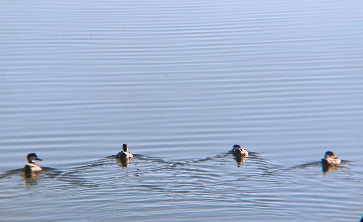 White-cheeked Pintail - ML637338911