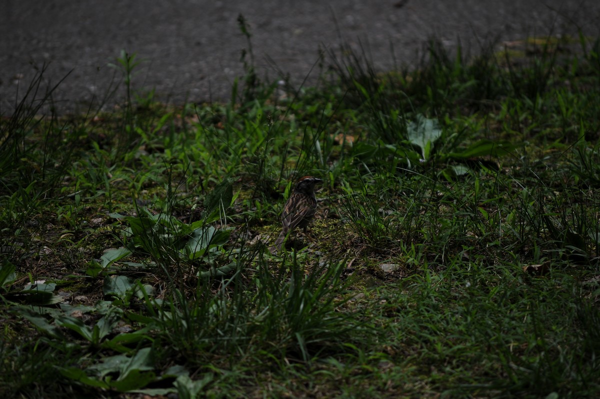 Chipping Sparrow - ML637338974