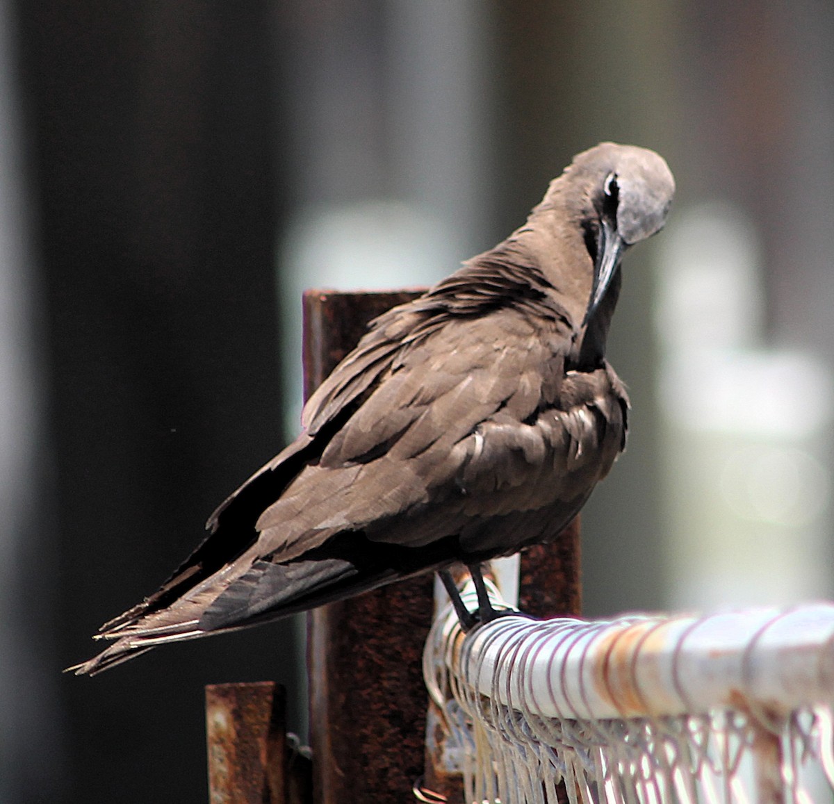 Brown Noddy - ML637339007