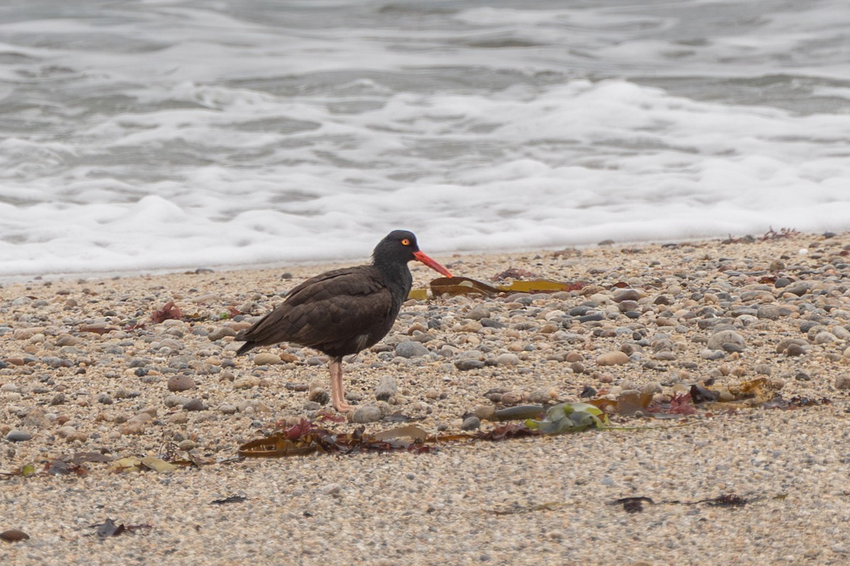 Black Oystercatcher - ML637339009