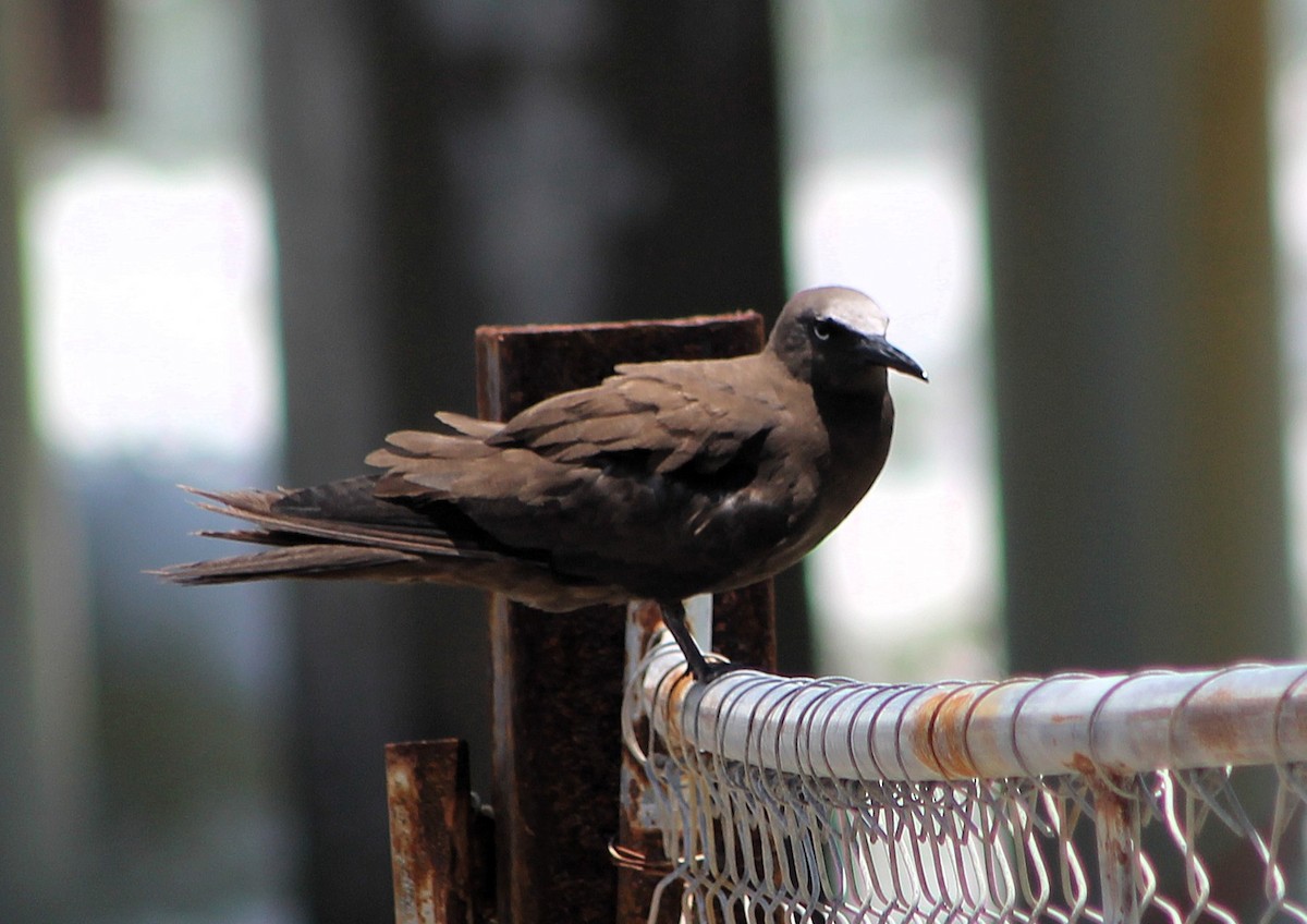 Brown Noddy - ML637339073