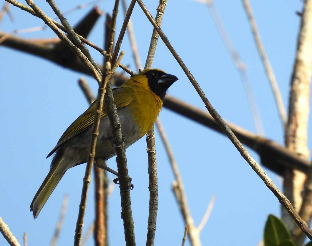 Black-faced Grosbeak - ML637339109