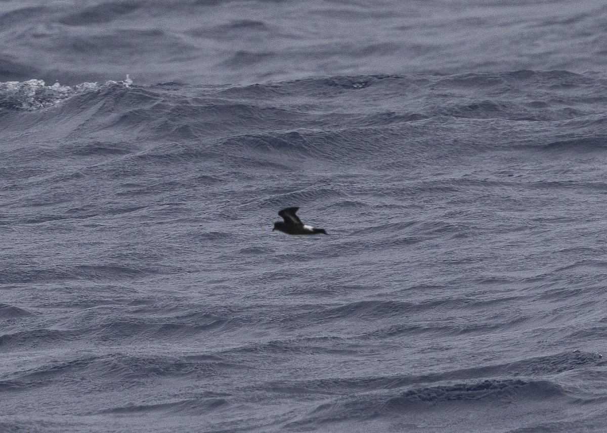 European Storm-Petrel - ML637339156