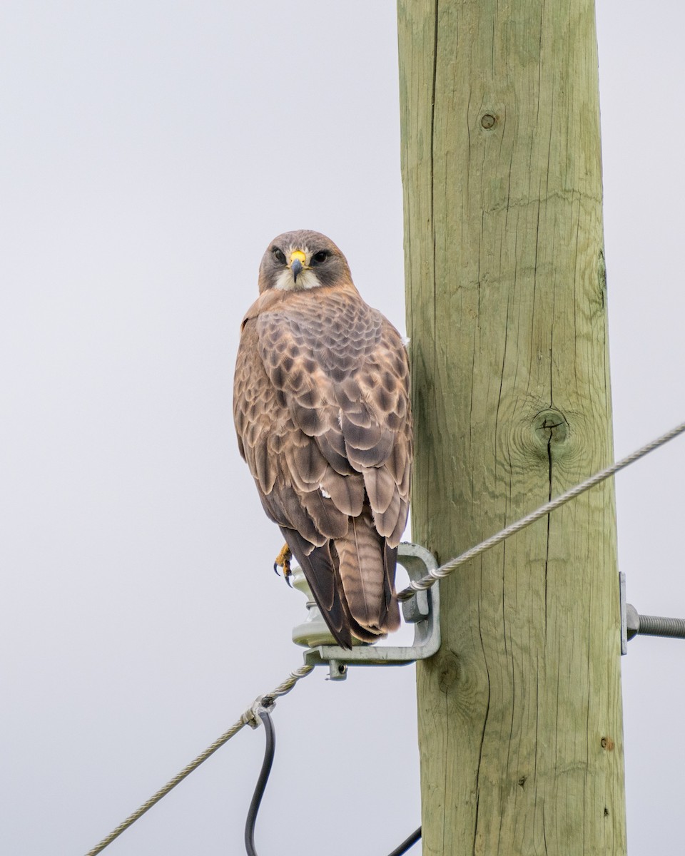 Swainson's Hawk - ML637339221