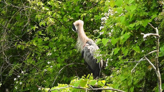 Great Blue Heron - ML637339227