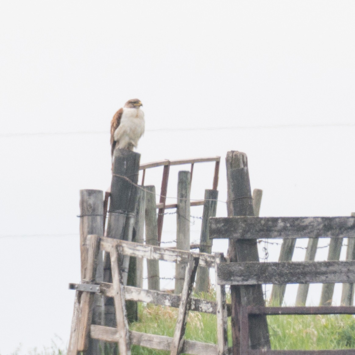 Ferruginous Hawk - ML637339233