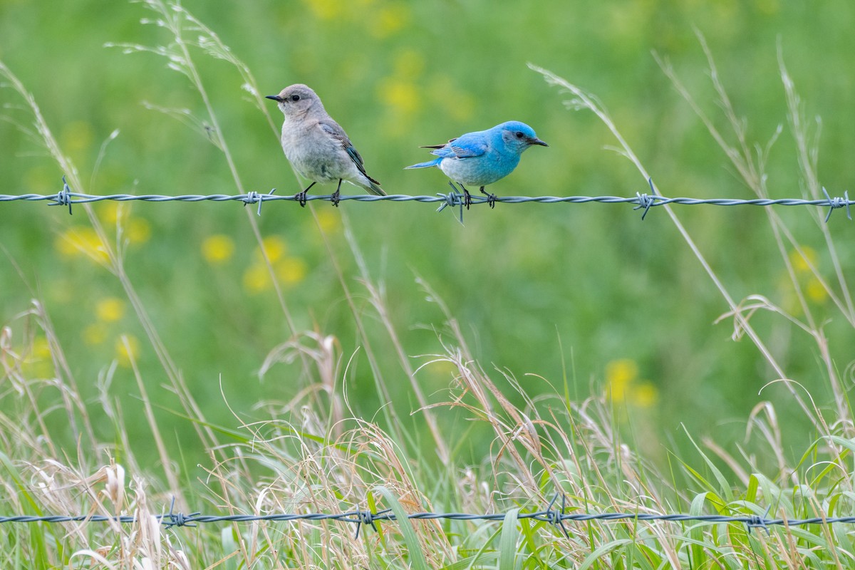 Mountain Bluebird - ML637339238