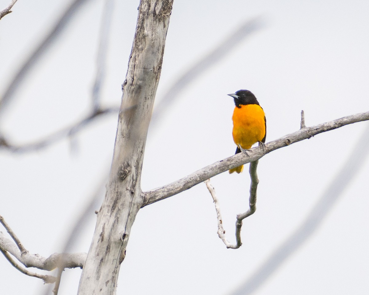 Baltimore Oriole - ML637339243