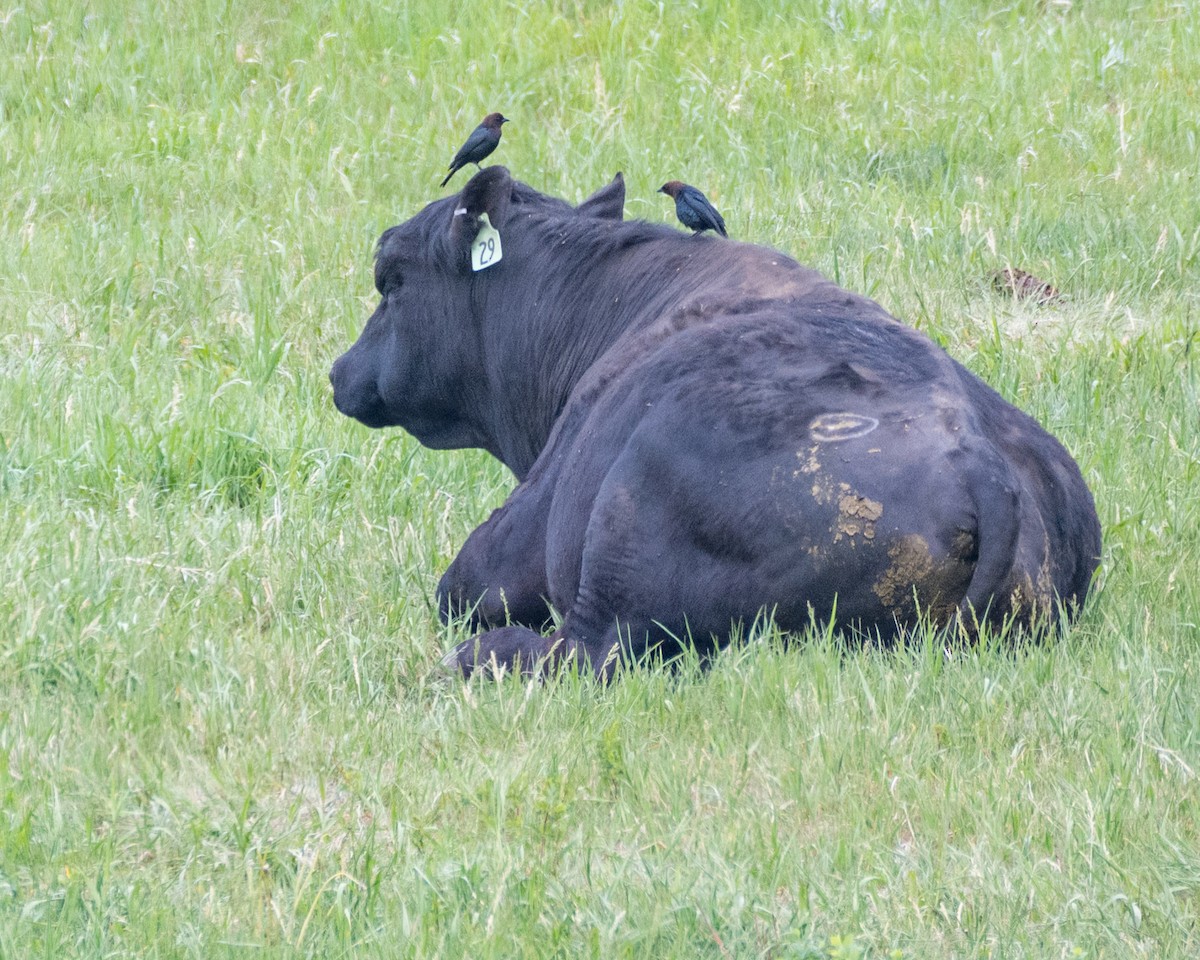 Brown-headed Cowbird - ML637339250