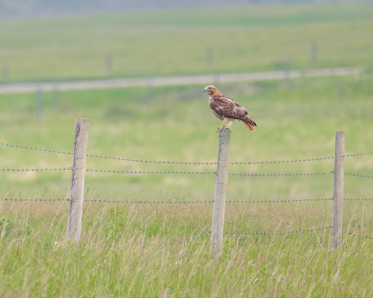 Red-tailed Hawk - ML637339253