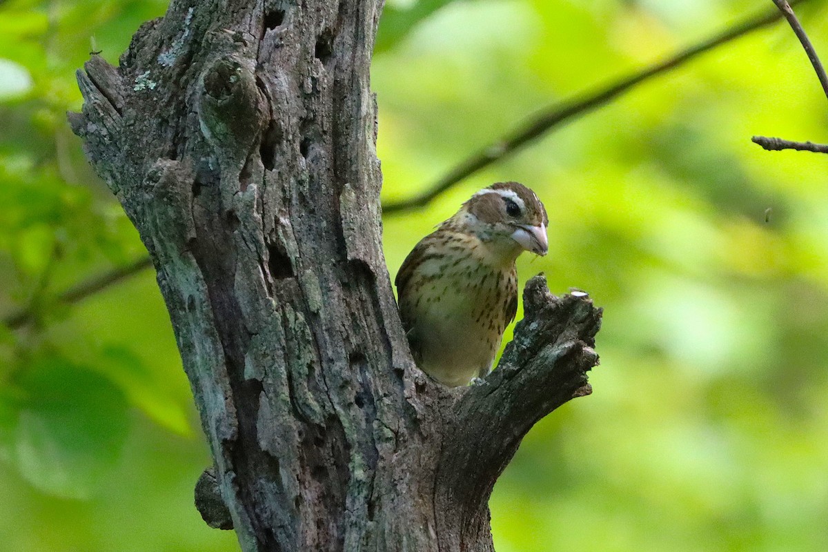 Rose-breasted Grosbeak - ML637339338