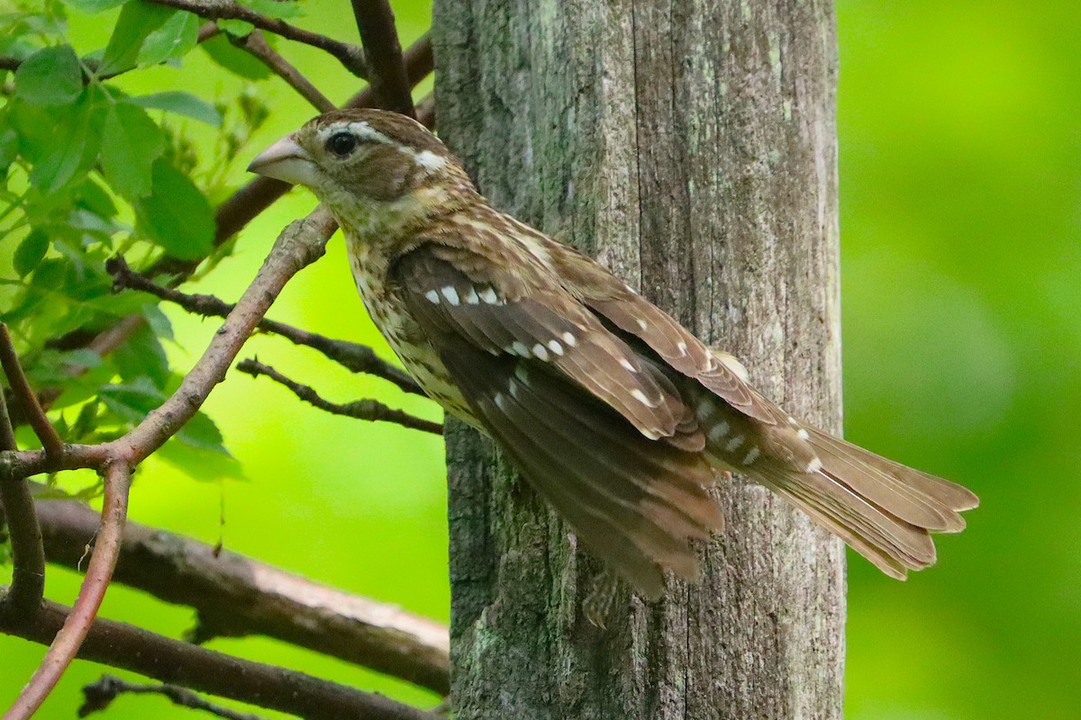 Rose-breasted Grosbeak - ML637339339