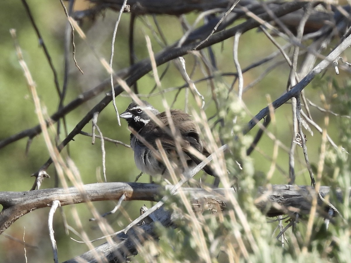 Black-throated Sparrow - ML637339371