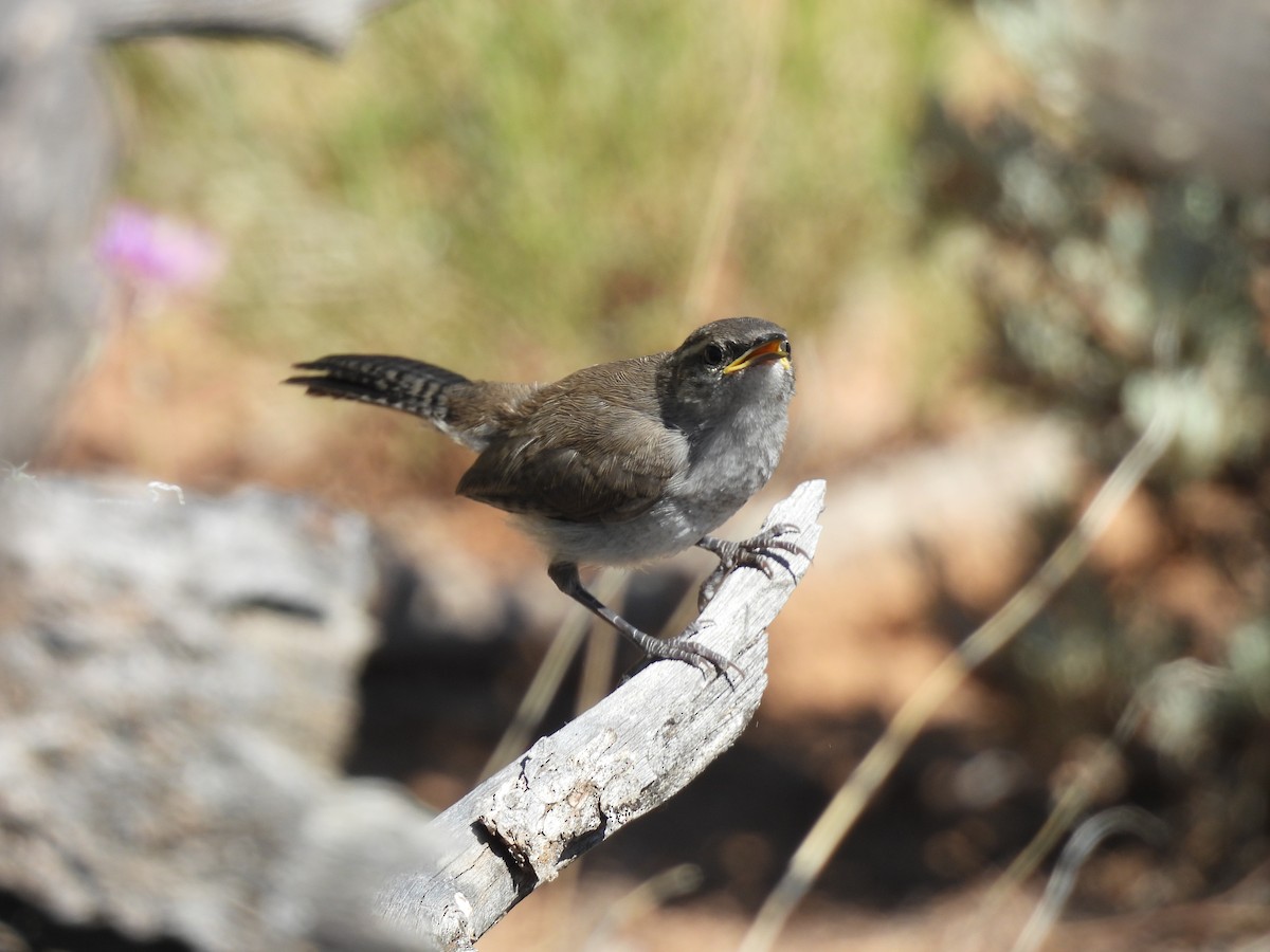 Bewick's Wren - ML637339463