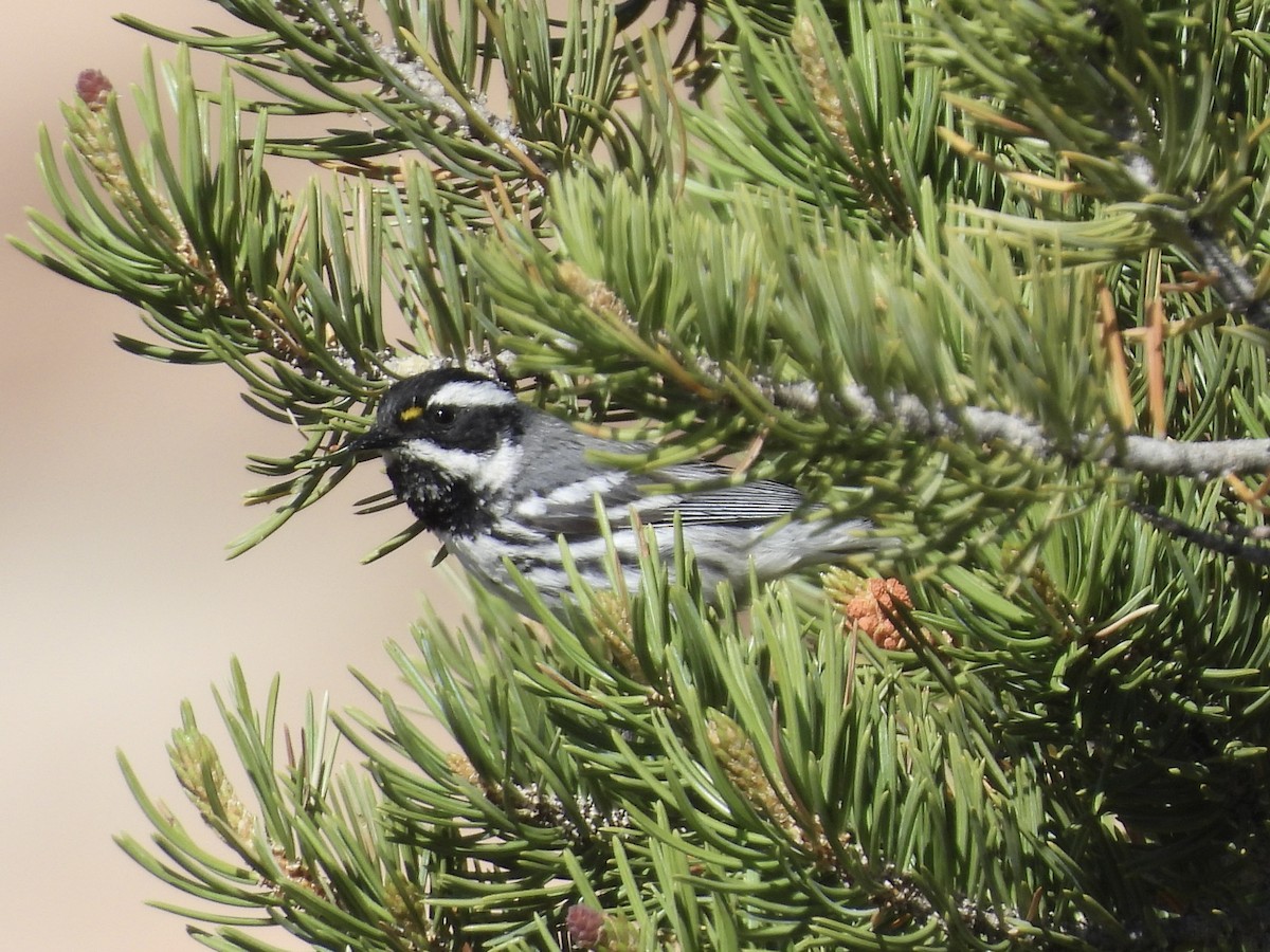 Black-throated Gray Warbler - ML637339473