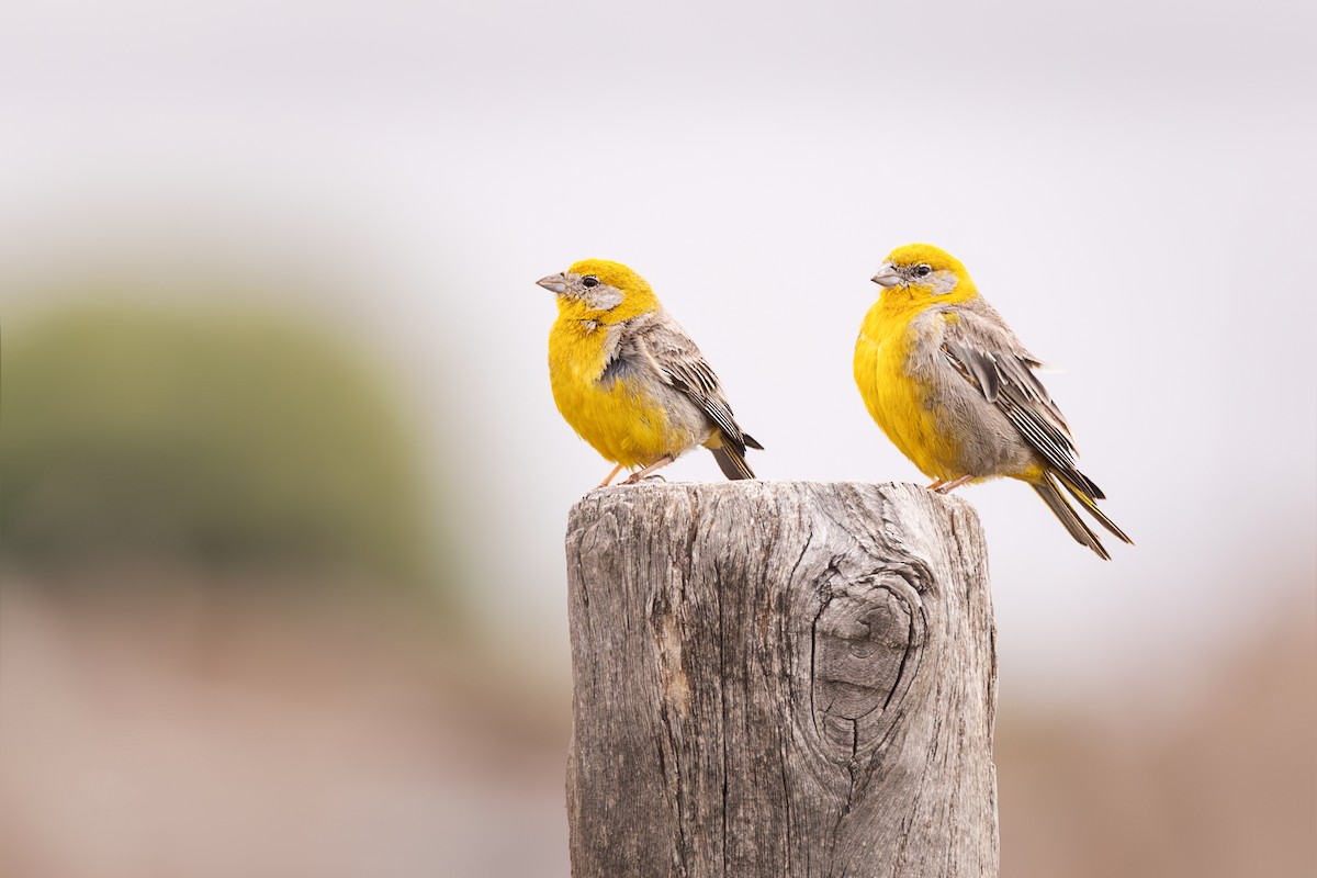 Bright-rumped Yellow-Finch - ML637339484